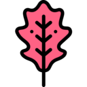 nature,plant,botanical,leaf,garden,oak leaf